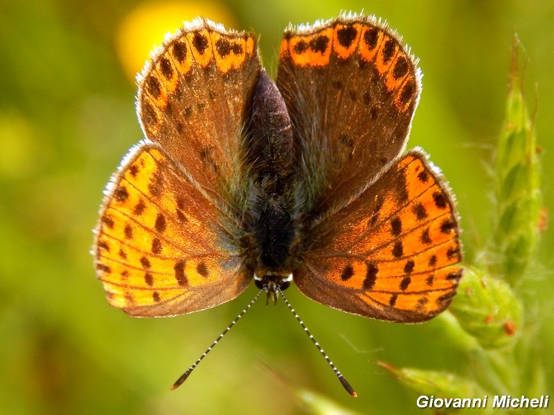 Lycaena tityrus F